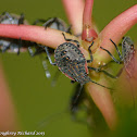 Stinkbug (nymphs)