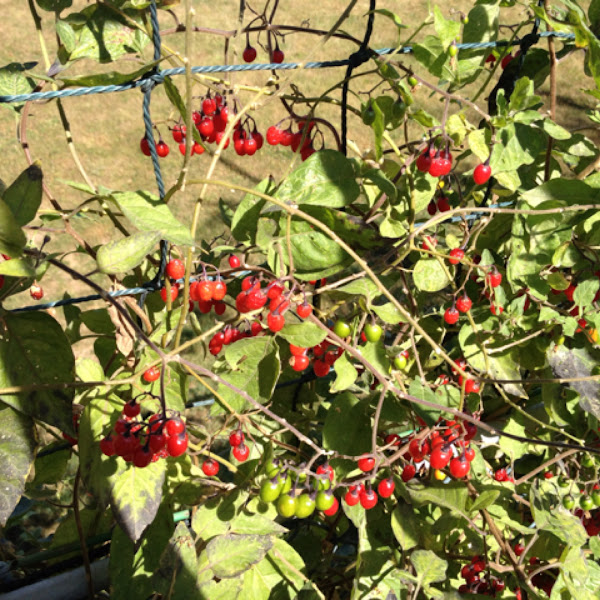 Bittersweet nightshade Project Noah