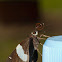 Banded Demon
