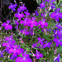 Lobelia 'Purple Star'