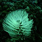 European Fan Worm