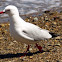 Red-billed Gull