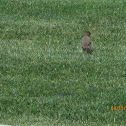California Towhee