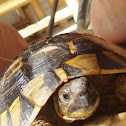 Hermann's tortoise / Obična čančara