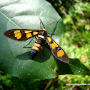 Handmaiden Moth
