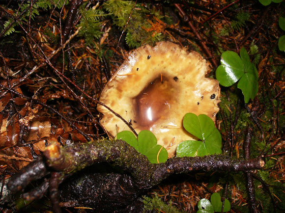 Spotting Image 1