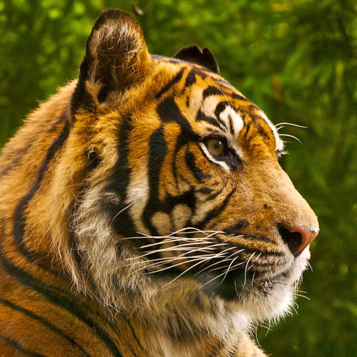 Tiger HD LWP Full LOGO-APP點子