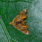 Metalmark Moth