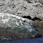 Galapagos Penguins 