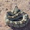black-tailed rattlesnake