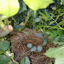 Common Blackbirds eggs