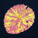 Water lily leaf