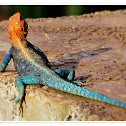 Red-headed Rock Agama