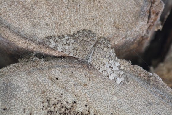 Spotting Image 1