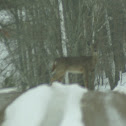 White Tailed Deer