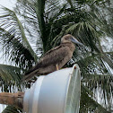 Brown booby