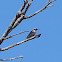 Northern Flicker