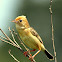 Golden Headed Cisticola