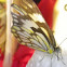 Meadow White