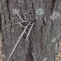 Honey locust