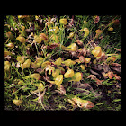 California Pitcher Plant