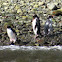 Fiordland Penguin