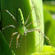 Green Lynx Spider