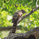 Hodgson's Hawk-Cuckoo