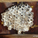 Wasp Nest