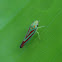 Candy stripped leaf hoper