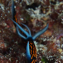 Roboastra gracilis