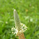 Ribwort Plantain