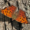 Question Mark Butterfly
