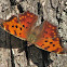 Question Mark Butterfly