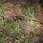 Eastern Coral Snake