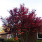 Japanese Maple