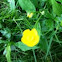 Buttercup