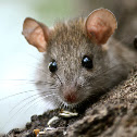 House Mouse
