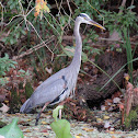Great Blue Heron