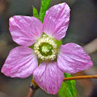 Rubus