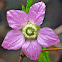 Rubus