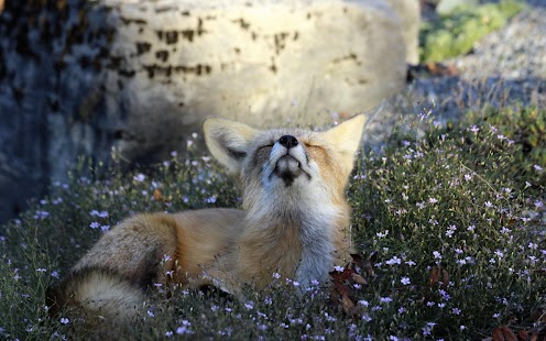 How to download Fox Wallpaper 1.0 mod apk for bluestacks