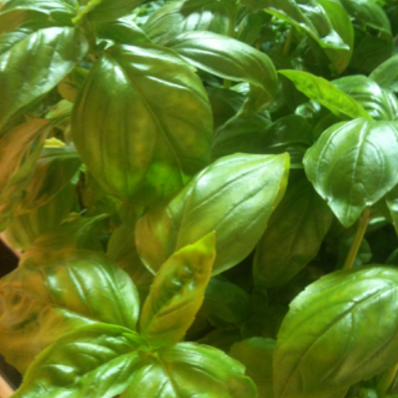 Basil