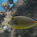 Naso Tang
