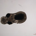 Polvo de rocha (gl), common octopus (uk)