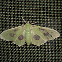 hawk moth