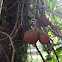 Cannonball tree