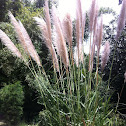 Purple Pampas Grass