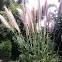 Purple Pampas Grass