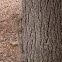Gray Squirrel